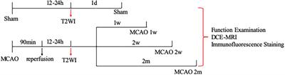 Glymphatic system in the thalamus, secondary degeneration area was severely impaired at 2nd week after transient occlusion of the middle cerebral artery in rats